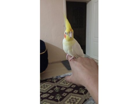 İnsan Aşığı Sultan Papağanımız