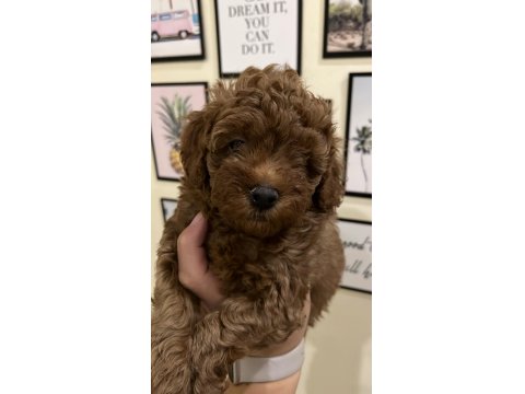 Ev Ortamından Kaliteli Poodle Yavrular