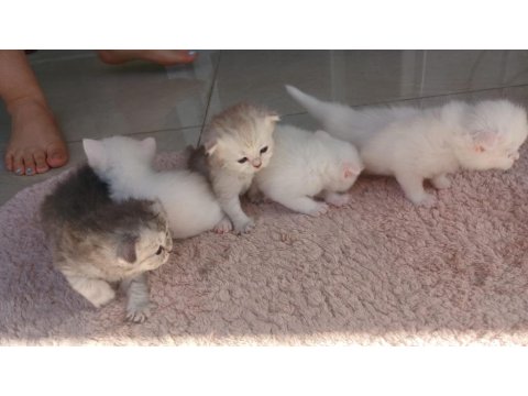 Sahiplendirilmek Üzere Muhteşem Yavru Kediler