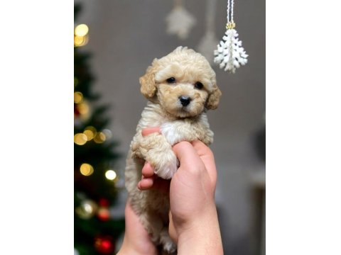 Toy Poodle Yavrumuz Yeni Ailesını Bekliyor