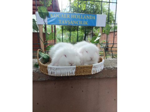 Hollanda Teddy Lop 2 Aylık Tavşan Yavrular