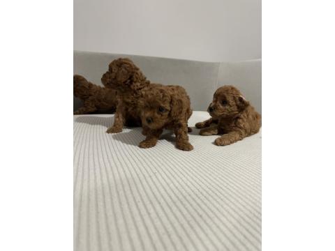 Safkan Toy Poodle Yavrularımız