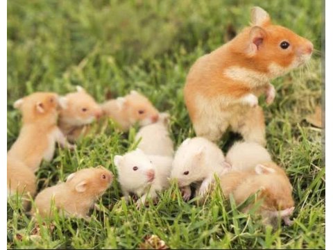 Aynı Gün Adrese Teslim Hamster Yavru Ve Setleri