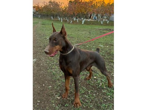 Şampiyon Üreticiden Şampiyon Doberman Yavruları