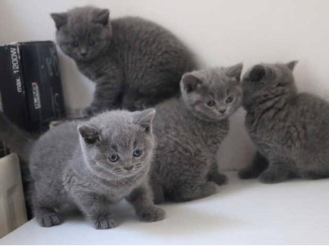 İşletmeden Evraklı Safkan British Shorthair Bebekler