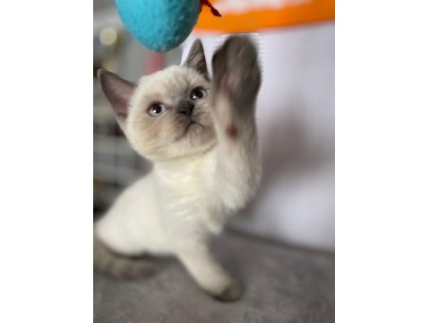 Acil Scottish Straight Yavru İlanı