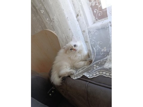 Pamuk Prenses British Longhair