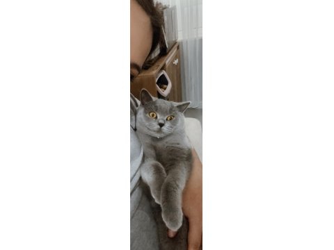 Akıllı Kedimiz British Shorthair Hera