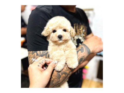 2 Aylık Toy Poodle Köpeklerim