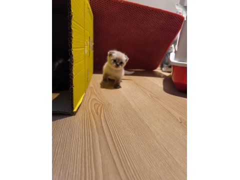 British Shorthair Yavrularımız Hazır