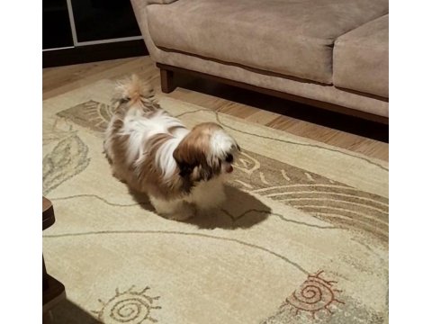 6 Aylık Shih Tzu Rio Yuva Arıyor