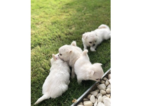 2 Aylık Sevimli Ve Eğitimli Chihuahua Yavrular