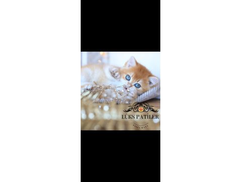Işıltılı Golden British Shorthair Ny11