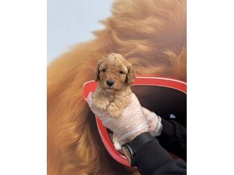 Irk Garantili Maltipoo Yavrularımız