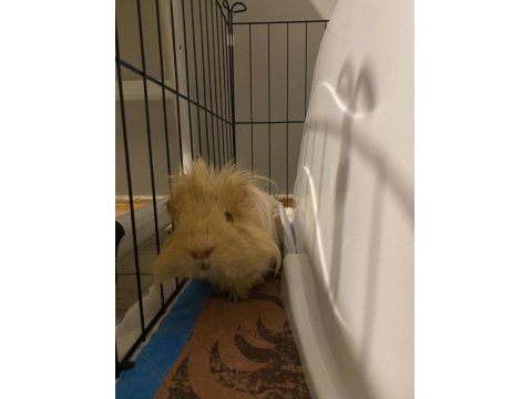 Uysal Erkek Ginepig
