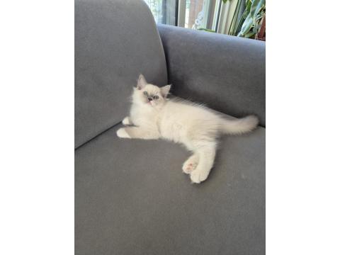 Mavi Gözlü Muhteşem Yavru Ragdoll