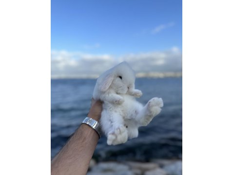 Safkan Hollanda Lop Mini Ve Cüce Tavşanlar Gönderim Var