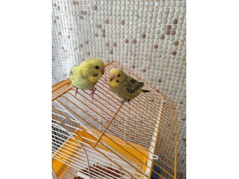 Muhabbet Kuşu Yavrularımız