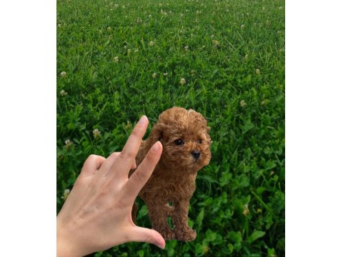 Sağlık Irk Garantili Orjinal Toy Poodle