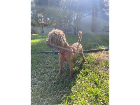 Red Brown Gebe Poodle