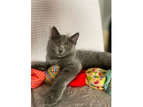 Acil Yavru Russian Blue İlanımız