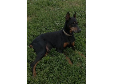 Efsane Biblo Gibi Estetikli Teslime Hazır Doberman Yavrular