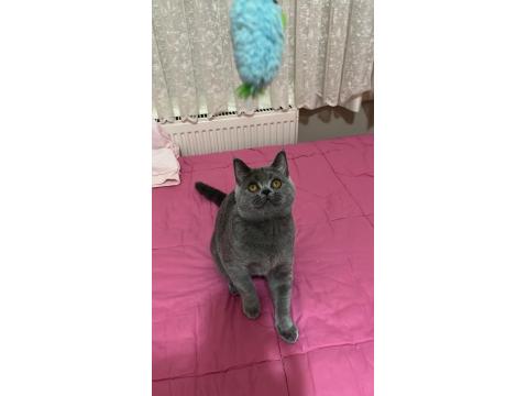 Acil Sahiplendirme 5 Aylık Kedimiz