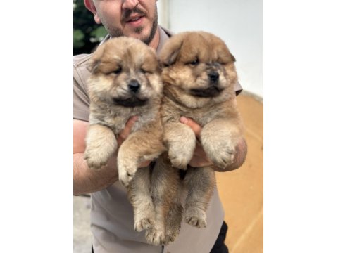 50 Günlük Çin Aslan Yavrularımız