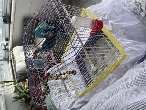 Şarkıcı Pareket Papağanımız