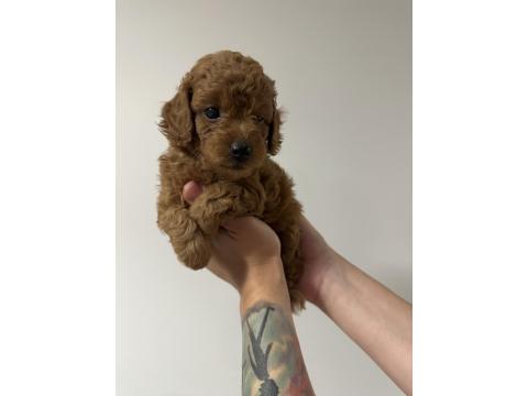 Safkan Toy Poodle Yavrularımız
