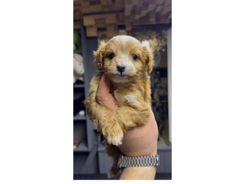 Tüy Dökmeyen Maltipoo Yavrular