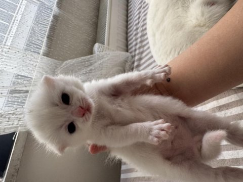 19.04.2025 Doğumlu Scottish Fold Yavrular