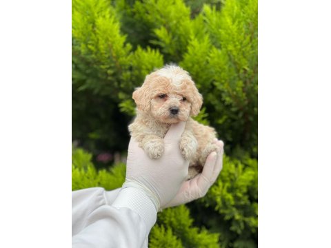 Kampanyalı Poodle Bebekler