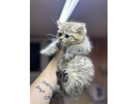 British Longhair Golden Point Dişi Hemen Teslim