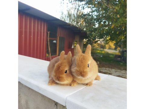 Orjinal Cüce Tavşan Yavruları