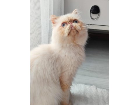 Safkan İran Kedisi Red Point 8 Aylık Erkek