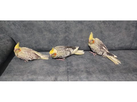 Uysal Oyuncu Sultan Papağanı Bebekler