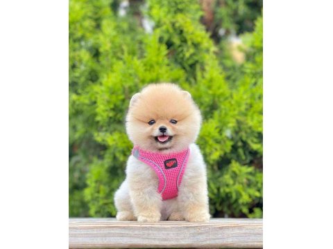 Safkan Pomeranian Boo Köpekler