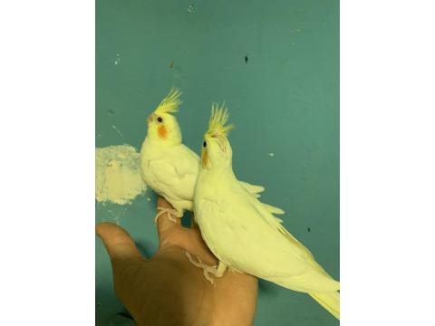 Ele Alıştırmalık Sultan Papağanı Bebekler