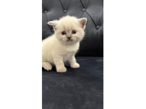 Yeni Yuvalarına Hazır Scottish Yavrular