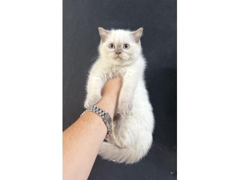 Yeni Yuvalarına Gitmeyi Bekleyen Bebek Kediler