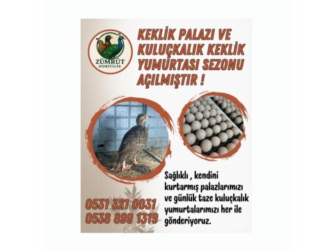 Kınalı Ve Beyaz Keklik Palaz Ve Yumurtası