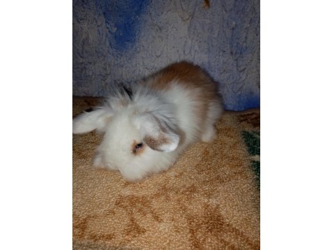 Teddy Lop Tavşanı Yavrular