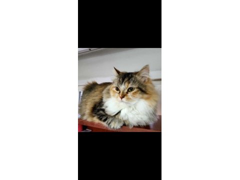 İki Tane Dişi British Longhair Cat