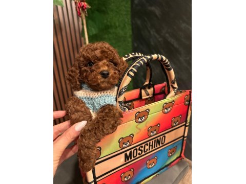 Sevimli Minik Toy Poodle