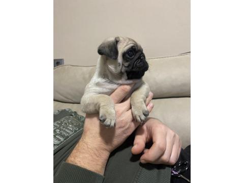 Erkek Pug Mops