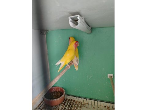 Kırmız Göz Sevda Papağanı Takım