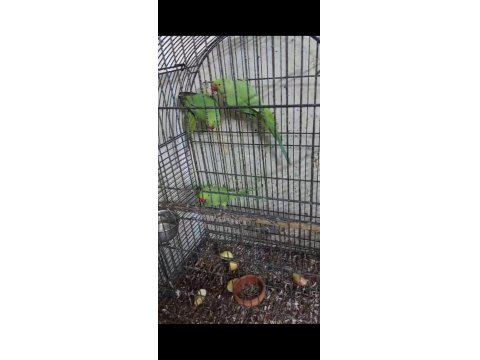 Ele Kola Alıştırmalık Konuşturmalık Yavru Pakistan