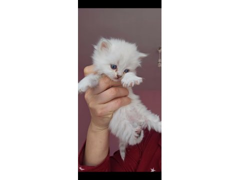 3 Dişi British Longhair