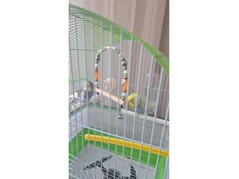Acil 2 Yavru Muhabbet Kuşu Acil Satılık